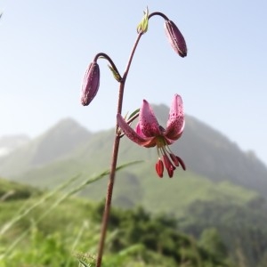 Photographie n°82792 du taxon Lilium martagon L.