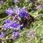  Alain Bigou - Lavandula angustifolia subsp. pyrenaica (DC.) Guinea [1972]