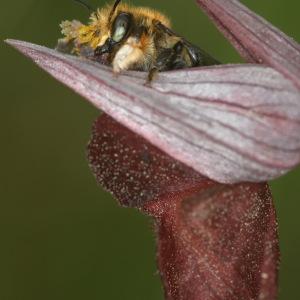 Photographie n°82807 du taxon Serapias cordigera L. [1763]