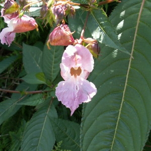 Photographie n°82809 du taxon Impatiens glandulifera Royle [1833]