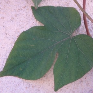 Photographie n°82837 du taxon Ipomoea indica (Burm.) Merr.