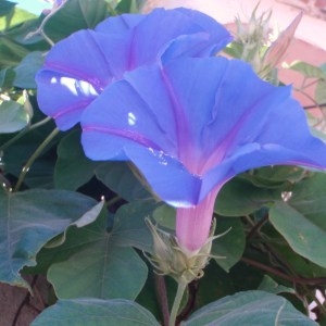 Photographie n°82838 du taxon Ipomoea indica (Burm.) Merr.