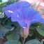  Genevieve Botti - Ipomoea indica (Burm.) Merr.