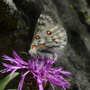 Photographie n°82845 du taxon Centaurea L. [1753]