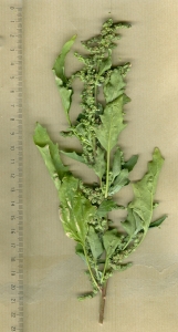 Etienne Aspord, le 27 juillet 2012 (Marseille)