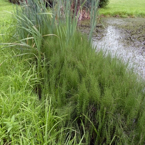 Photographie n°82894 du taxon Equisetum fluviatile L. [1753]