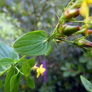 Photographie n°82903 du taxon Hypericum tetrapterum Fr. [1823]