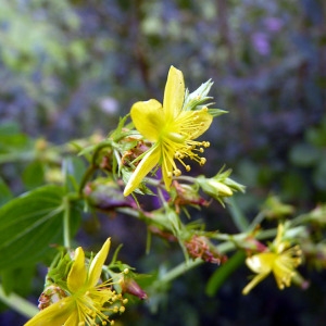 Photographie n°82904 du taxon Hypericum tetrapterum Fr. [1823]