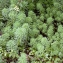  Emmanuel Stratmains - Myriophyllum aquaticum (Vell.) Verdc. [1973]