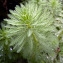 Emmanuel Stratmains - Myriophyllum aquaticum (Vell.) Verdc. [1973]