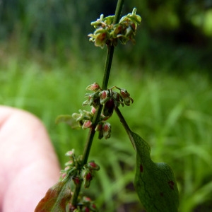  - Rumex sanguineus var. viridis (Sibth.) W.D.J.Koch