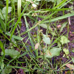  - Rumex sanguineus var. viridis (Sibth.) W.D.J.Koch
