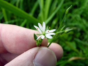 Emmanuel Stratmains, le 31 juillet 2012 (Saint-Saturnin (les fontaines))