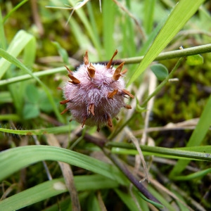 Trifolium resupinatum Less. (Trèfle fraisier)