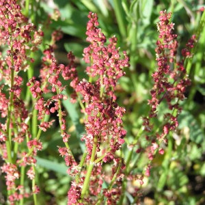 Photographie n°82966 du taxon Rumex acetosa L. [1753]