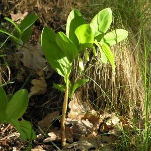 Photographie n°82971 du taxon Polygonatum odoratum (Mill.) Druce