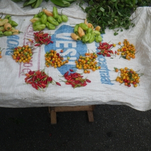 Photographie n°82982 du taxon Capsicum annuum L. [1753]