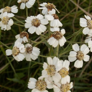 Photographie n°82994 du taxon Achillea ptarmica L. [1753]