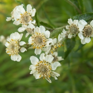 Photographie n°82995 du taxon Achillea ptarmica L. [1753]