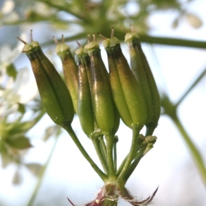 Anthriscus sylvestris (L.) Hoffm. subsp. sylvestris (Cerfeuil des bois)