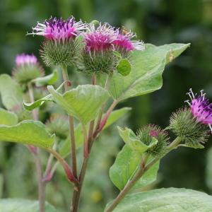 Photographie n°82999 du taxon Arctium minus (Hill) Bernh.