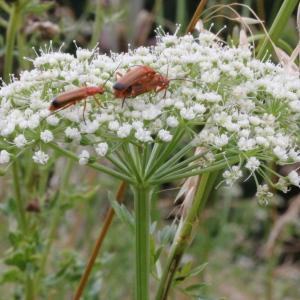 Selinum carvifolia (L.) L. (Sélin à feuilles de carvi)