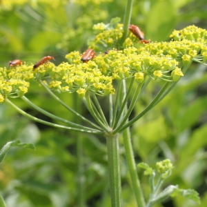 Pastinaca sativa L. (Panais cultivé)