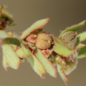 Photographie n°83006 du taxon Euphorbia maculata L. [1753]