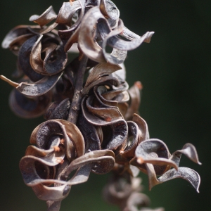 Photographie n°83019 du taxon Acacia mangium