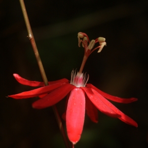 Passiflora coccinea Aubl. (Red granadilla)