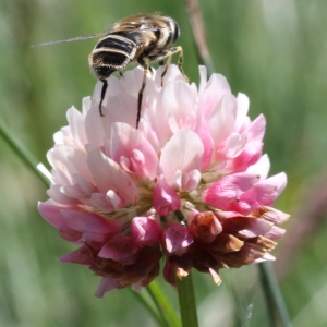 Trifolium hybridum var. elegans (Savi) Boiss. (Trèfle élégant)