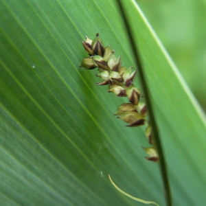 Photographie n°83043 du taxon Carex panicea L. [1753]