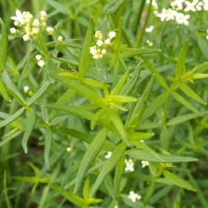 Photographie n°83045 du taxon Galium boreale L. [1753]