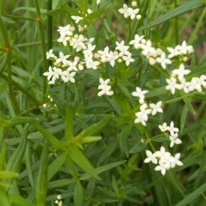 Photographie n°83046 du taxon Galium boreale L. [1753]