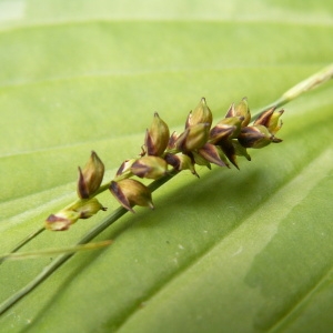 Photographie n°83048 du taxon Carex panicea L. [1753]