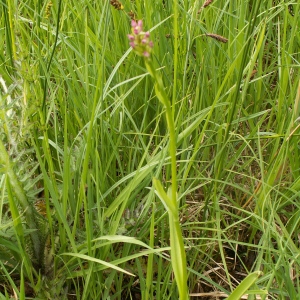 Orchis odoratissima L. (Gymnadène très odorante)