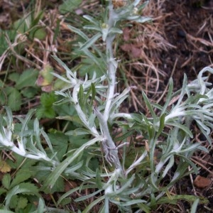 Photographie n°83056 du taxon Filaginella uliginosa (L.) Opiz [1854]