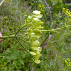 Photographie n°83078 du taxon Pastinaca sativa subsp. urens (Req. ex Godr.) Celak. [1875]