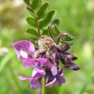 Photographie n°83111 du taxon Vicia sepium L.