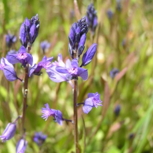 Photographie n°83112 du taxon Polygala vulgaris L. [1753]