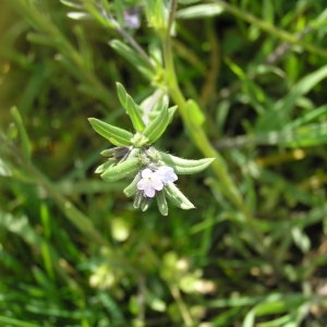  - Lithospermum incrassatum Guss. [1826]