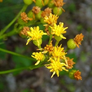 Photographie n°83116 du taxon Senecio adonidifolius Loisel. [1807]