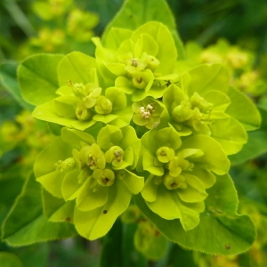 Photographie n°83123 du taxon Euphorbia brittingeri Opiz ex Samp. [1914]