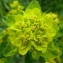  Jean Claude Estatico - Euphorbia brittingeri Opiz ex Samp. [1914]