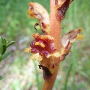 Orobanche variegata Wallr. (Orobanche panachée)