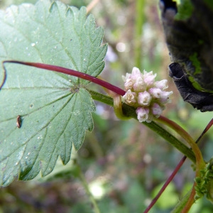 Photographie n°83145 du taxon Cuscuta europaea L. [1753]