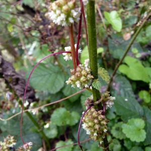 Photographie n°83147 du taxon Cuscuta europaea L. [1753]