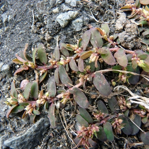 Photographie n°83149 du taxon Euphorbia maculata L. [1753]