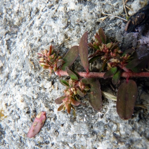 Photographie n°83150 du taxon Euphorbia maculata L. [1753]