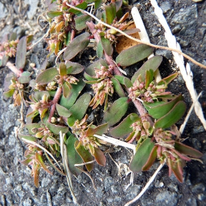 Photographie n°83151 du taxon Euphorbia maculata L. [1753]